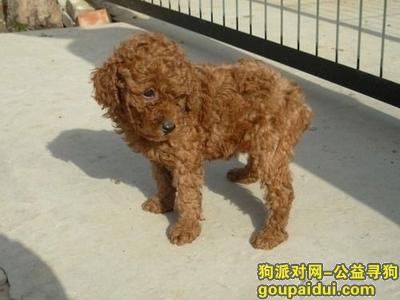 【北京找狗】，泰迪，两岁半，体型较小，红棕色，身上没有毛，头和尾巴有毛，它是一只非常可爱的宠物狗狗，希望它早日回家，不要变成流浪狗。