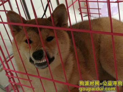 寻狗，北京昌平区回龙观城 北市场马家地2号院寻找柴犬，它是一只非常可爱的宠物狗狗，希望它早日回家，不要变成流浪狗。
