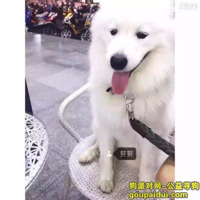 【惠州找狗】，寻狗 急！！！ 白色的萨摩耶，它是一只非常可爱的宠物狗狗，希望它早日回家，不要变成流浪狗。