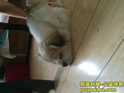 【潍坊找狗】，8年陪伴的狗狗在外地走失求帮助，它是一只非常可爱的宠物狗狗，希望它早日回家，不要变成流浪狗。