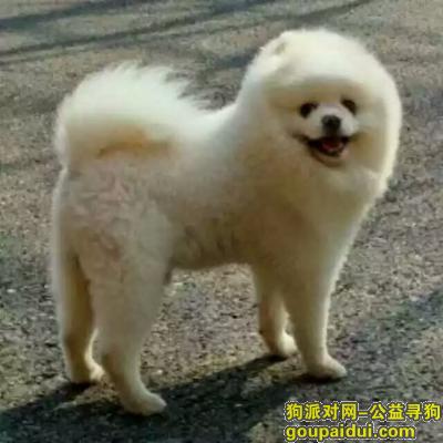 寻找白色博美，6月25日晚于泉水龙畔金泉二期走失，它是一只非常可爱的宠物狗狗，希望它早日回家，不要变成流浪狗。