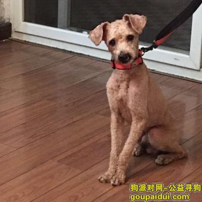 【武汉找狗】，6月9日武汉市汉阳区杨泗庙附近小区走失，它是一只非常可爱的宠物狗狗，希望它早日回家，不要变成流浪狗。
