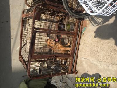 【济南捡到狗】，6月28日早上，济南市十六里河派出所防疫站抓的狗狗，它是一只非常可爱的宠物狗狗，希望它早日回家，不要变成流浪狗。