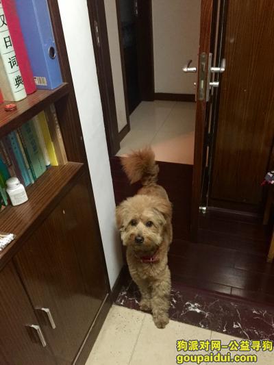 杭州寻狗启示，4月14日 临平北沙西路 谁丢了一只狗狗，它是一只非常可爱的宠物狗狗，希望它早日回家，不要变成流浪狗。