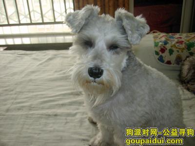 【西安找狗】，刚剪毛的雪纳瑞-白色母狗-耳尾全-8岁-毛剪到贴皮-有重谢，它是一只非常可爱的宠物狗狗，希望它早日回家，不要变成流浪狗。