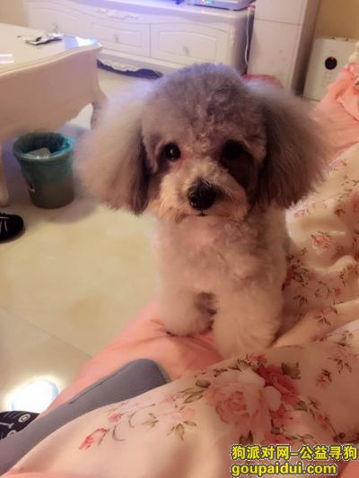 【北京找狗】，北京翠林小区丢失灰色泰迪犬Kimi，女主人很伤心着急，它是一只非常可爱的宠物狗狗，希望它早日回家，不要变成流浪狗。