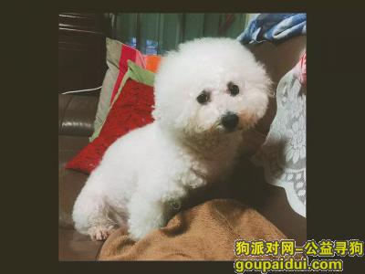 【广州找狗】，请帮海星找爱狗---万万，它是一只非常可爱的宠物狗狗，希望它早日回家，不要变成流浪狗。