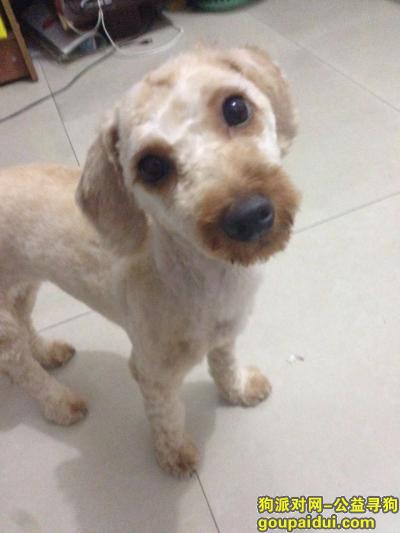 义乌找狗，找毛已经剃刮了的泰迪狗一只6月28日在诚信小区的美容店走丢，它是一只非常可爱的宠物狗狗，希望它早日回家，不要变成流浪狗。