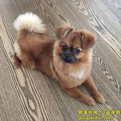 哈尔滨市南岗区元士街与通达街酬谢三千元寻找爱犬，它是一只非常可爱的宠物狗狗，希望它早日回家，不要变成流浪狗。
