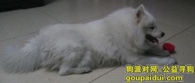 【北京捡到狗】，寻找走失萨摩的主人    2016年7月贴！，它是一只非常可爱的宠物狗狗，希望它早日回家，不要变成流浪狗。