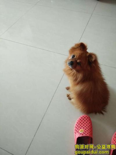 黄色小公博美于2016年7月3日在北京方庄桥南四方景园丢失，它是一只非常可爱的宠物狗狗，希望它早日回家，不要变成流浪狗。
