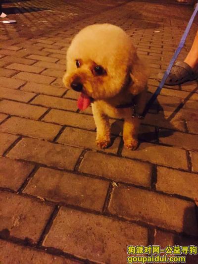 【上海找狗】，7月1日凌晨于花木地区丢失爱犬，望各位网友帮助寻回，谢谢。，它是一只非常可爱的宠物狗狗，希望它早日回家，不要变成流浪狗。