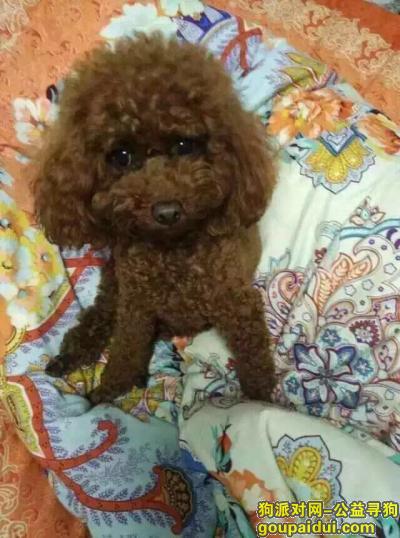 南京丢狗，重金酬谢2000元同曦万尚城走失一只母红泰迪，它是一只非常可爱的宠物狗狗，希望它早日回家，不要变成流浪狗。
