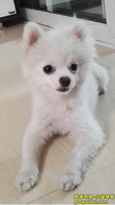 北京丰台 酬谢3000元寻我家的博美，它是一只非常可爱的宠物狗狗，希望它早日回家，不要变成流浪狗。