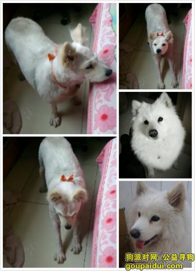 【临沂找狗】，临沂市莒南县寻找剃毛萨摩耶，它是一只非常可爱的宠物狗狗，希望它早日回家，不要变成流浪狗。
