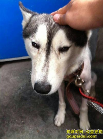 在普佗区武宁路上捡到一条哈士奇，母狗，它是一只非常可爱的宠物狗狗，希望它早日回家，不要变成流浪狗。