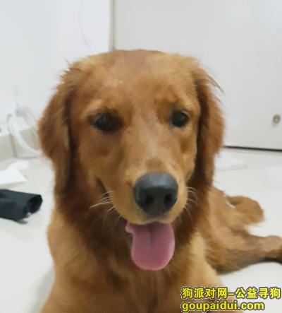 【深圳捡到狗】，7月6日捡到一只金毛，它是一只非常可爱的宠物狗狗，希望它早日回家，不要变成流浪狗。