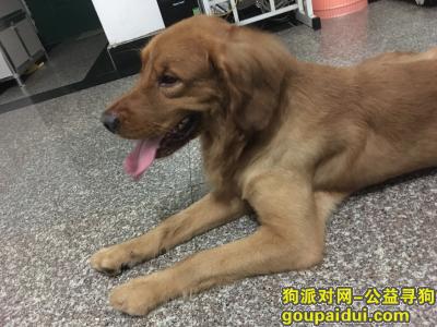 重庆找狗主人，南坪捡到金毛弟弟一只，一岁左右，它是一只非常可爱的宠物狗狗，希望它早日回家，不要变成流浪狗。