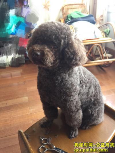 【上海找狗】，莘沥路莘东路丢失巧克力泰迪，重金酬谢，它是一只非常可爱的宠物狗狗，希望它早日回家，不要变成流浪狗。