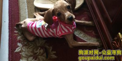 【合肥找狗】，包河区 望湖城 福桂苑 附近丢失一条泰迪，它是一只非常可爱的宠物狗狗，希望它早日回家，不要变成流浪狗。