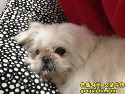 【北京找狗】，14白色京巴狗，失主3万元酬谢！，它是一只非常可爱的宠物狗狗，希望它早日回家，不要变成流浪狗。