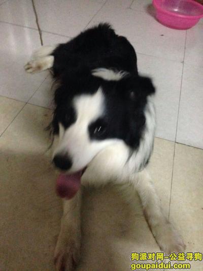 【芜湖找狗】，芜湖寻黑白边境牧羊犬(已经找到)，它是一只非常可爱的宠物狗狗，希望它早日回家，不要变成流浪狗。