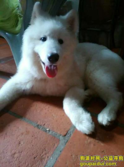 【汕头找狗】，广东汕头澄海寻找萨摩耶，它是一只非常可爱的宠物狗狗，希望它早日回家，不要变成流浪狗。
