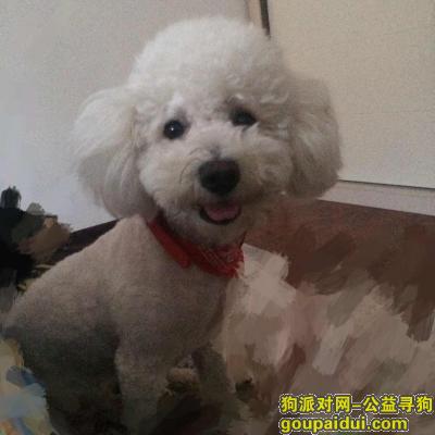 【天津找狗】，天津市   河东区万新村23区酬谢五千元寻找比熊，它是一只非常可爱的宠物狗狗，希望它早日回家，不要变成流浪狗。