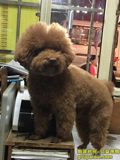 上海松江区泗泾金港花园二期酬谢一万元寻找泰迪，它是一只非常可爱的宠物狗狗，希望它早日回家，不要变成流浪狗。