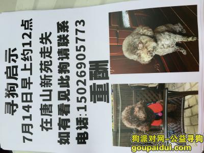 上海虹口唐山新苑丢失深棕色泰迪一只，它是一只非常可爱的宠物狗狗，希望它早日回家，不要变成流浪狗。