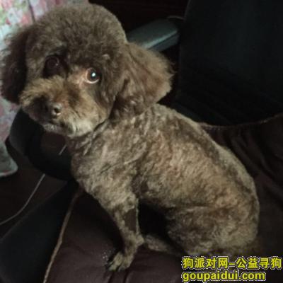 【上海找狗】，上海虹口唐山路丢失深咖啡色泰迪一只，它是一只非常可爱的宠物狗狗，希望它早日回家，不要变成流浪狗。