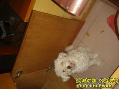 【广州找狗】，广州越秀农林找一只白贵宾 身上绑有黄色狗绳，它是一只非常可爱的宠物狗狗，希望它早日回家，不要变成流浪狗。