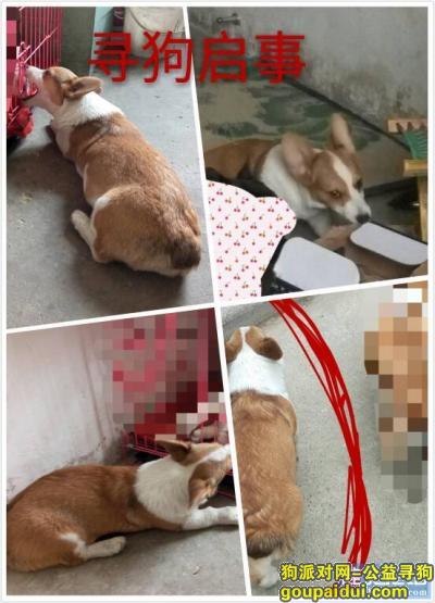 寻找爱犬，6月7号于淮北滨河花园一期丢失，小母狗，柯基犬，它是一只非常可爱的宠物狗狗，希望它早日回家，不要变成流浪狗。