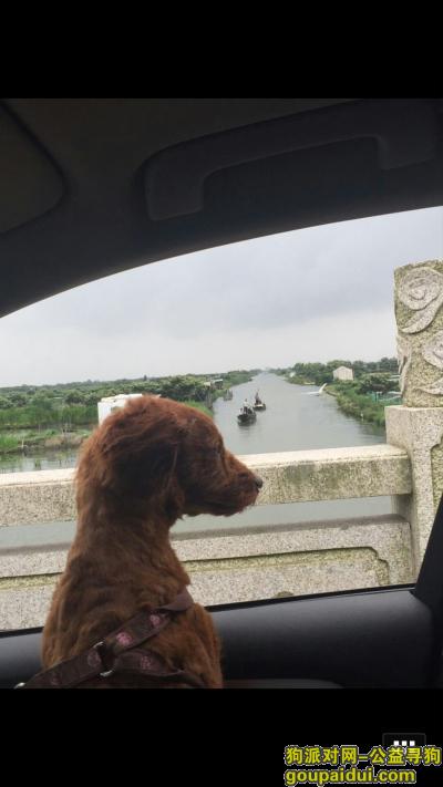 重金寻狗（苏州团结桥附近走失），它是一只非常可爱的宠物狗狗，希望它早日回家，不要变成流浪狗。