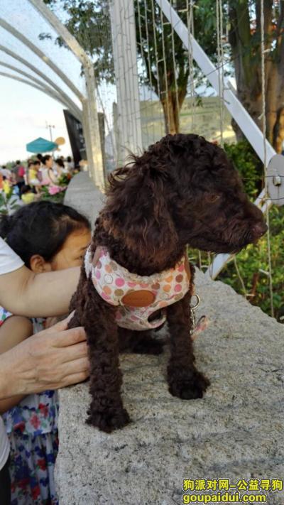 【深圳找狗】，寻7月13日在香蜜湖走失的巧克力母泰迪，它是一只非常可爱的宠物狗狗，希望它早日回家，不要变成流浪狗。