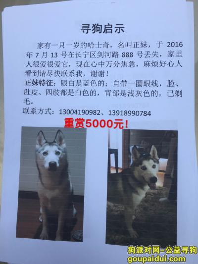 上海长宁区剑河路888号小区寻找哈士奇，它是一只非常可爱的宠物狗狗，希望它早日回家，不要变成流浪狗。
