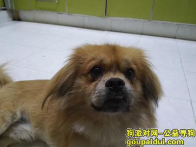【武汉找狗】，找狗光谷步行街附近2016年7月18日，它是一只非常可爱的宠物狗狗，希望它早日回家，不要变成流浪狗。