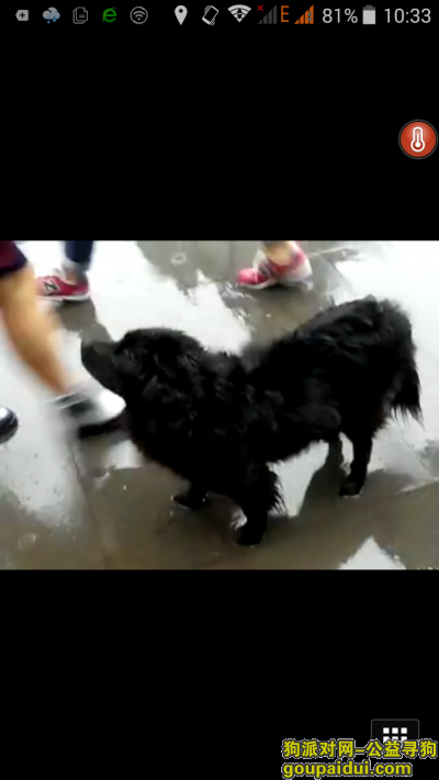 【北京找狗】，长毛中型黑狗寻找主人，它是一只非常可爱的宠物狗狗，希望它早日回家，不要变成流浪狗。