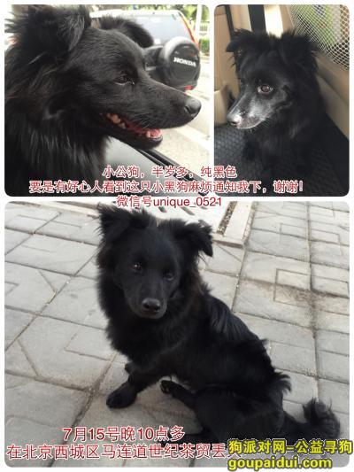 【北京找狗】，7月15日晚丢失小黑狗，它是一只非常可爱的宠物狗狗，希望它早日回家，不要变成流浪狗。