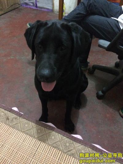 上海市南汇区新场镇丢失黑色拉布拉多一只，母，体重70斤左右，，它是一只非常可爱的宠物狗狗，希望它早日回家，不要变成流浪狗。