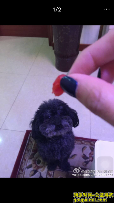 【上海找狗】，嘉定区海波路寻找黑色泰迪，它是一只非常可爱的宠物狗狗，希望它早日回家，不要变成流浪狗。