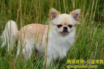 【佛山找狗】，汶川县寻找丢失的吉娃娃，它是一只非常可爱的宠物狗狗，希望它早日回家，不要变成流浪狗。
