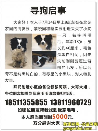【北京找狗】，7月14日北苑家园丢失黑白相间小狗，它是一只非常可爱的宠物狗狗，希望它早日回家，不要变成流浪狗。