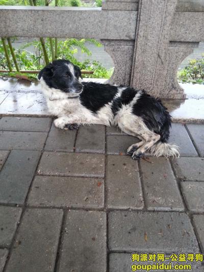 7月20日捡到堤口路西工商河黑白花公狗，11公斤多，蓝色脖套，它是一只非常可爱的宠物狗狗，希望它早日回家，不要变成流浪狗。