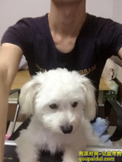 惠州找狗，比熊犬，名叫泡泡，3岁了，它是一只非常可爱的宠物狗狗，希望它早日回家，不要变成流浪狗。
