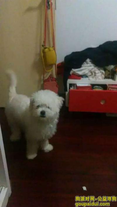 【杭州找狗】，原手机坏了，最近才找到的照片，它是一只非常可爱的宠物狗狗，希望它早日回家，不要变成流浪狗。