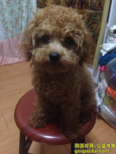 广州万松园找一只浅咖啡色的迷你贵宾，它是一只非常可爱的宠物狗狗，希望它早日回家，不要变成流浪狗。