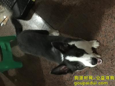 贵阳寻狗启示，7月22号在大十字捡到一只边牧，它是一只非常可爱的宠物狗狗，希望它早日回家，不要变成流浪狗。
