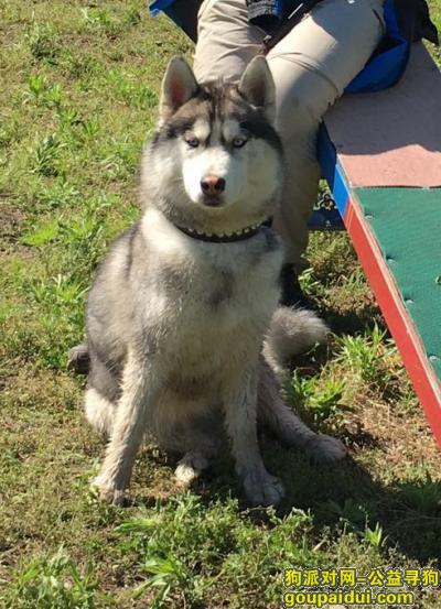 哈尔滨寻狗启示，2016年7月22日晚9点左右在松北区世茂大道丢失一只灰色哈士奇，它是一只非常可爱的宠物狗狗，希望它早日回家，不要变成流浪狗。