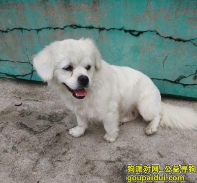 柳条湖立交桥附近   小白狗，它是一只非常可爱的宠物狗狗，希望它早日回家，不要变成流浪狗。